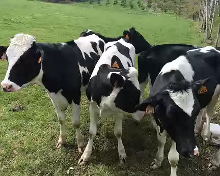 IMG_4746 Génisses Holstein